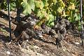 Old vines, Vineyard near Fully IMGP3462